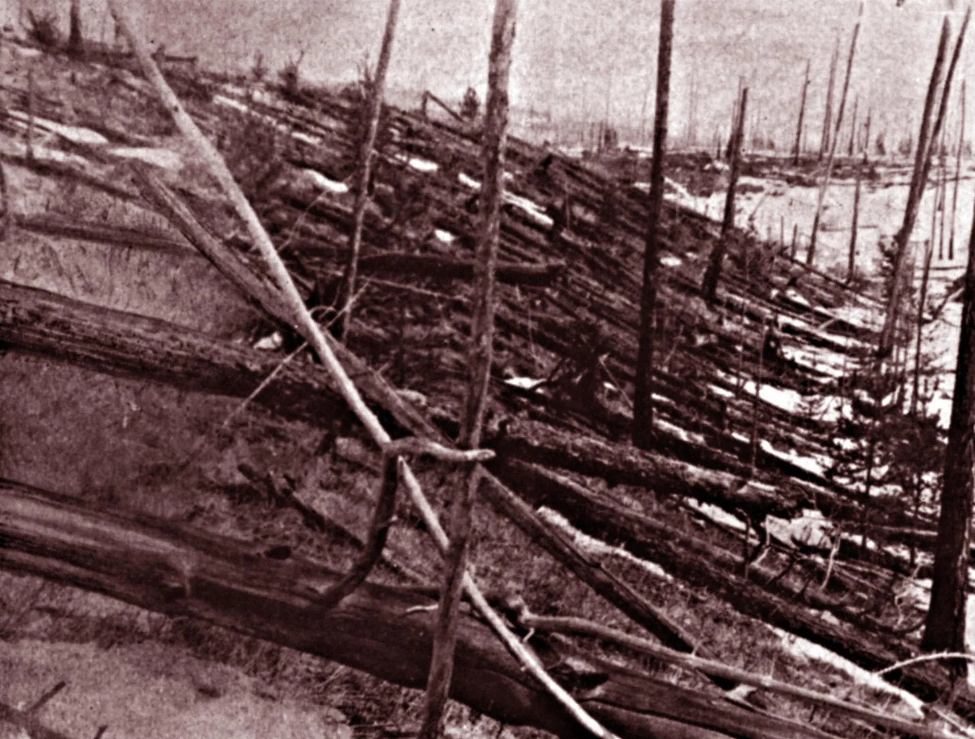 поваленные деревья на месте падения Тунгусского метеорита, 1908 г.