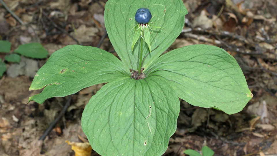 Фото: сommons.wikimedia/George Chernilevsky/Общественное достояние