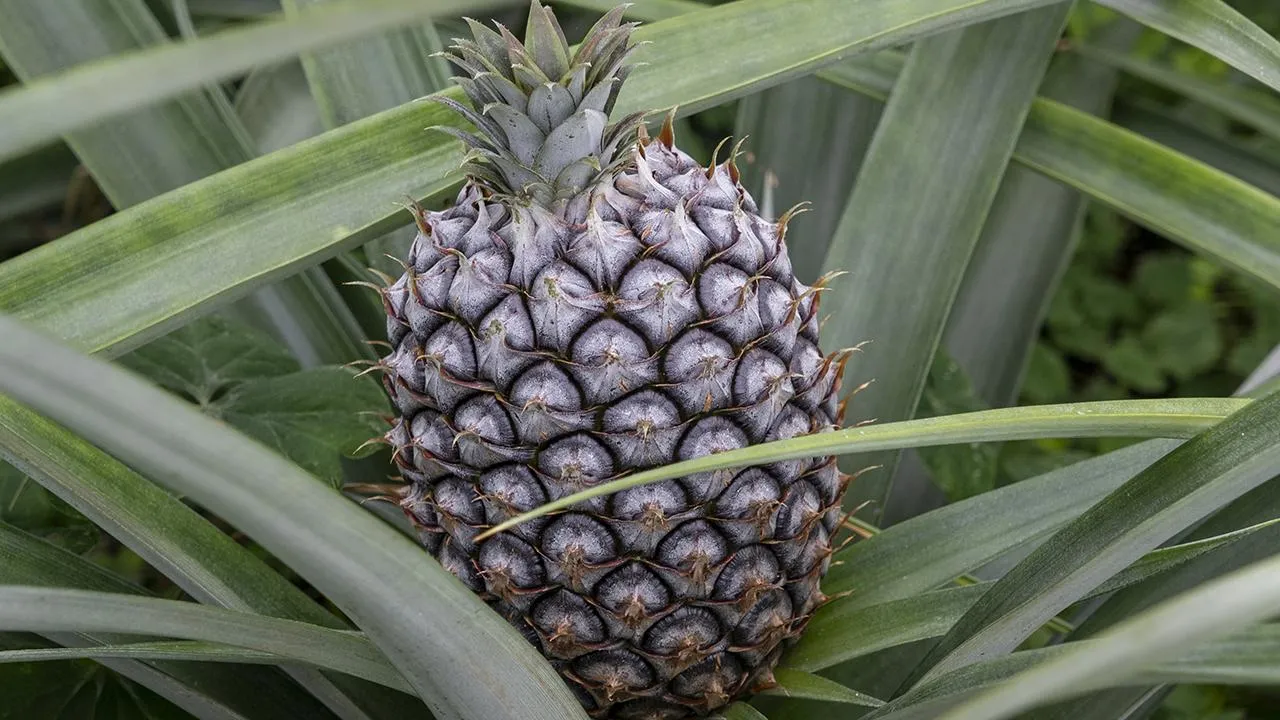 istockphoto.com/Leonsbox