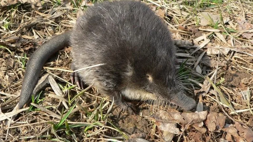 Фото: П. и А. Лихачевы