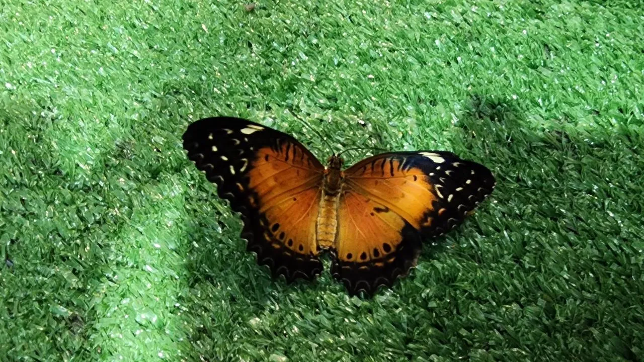 МедиаБанк Подмосковья/Ирина Моисеева