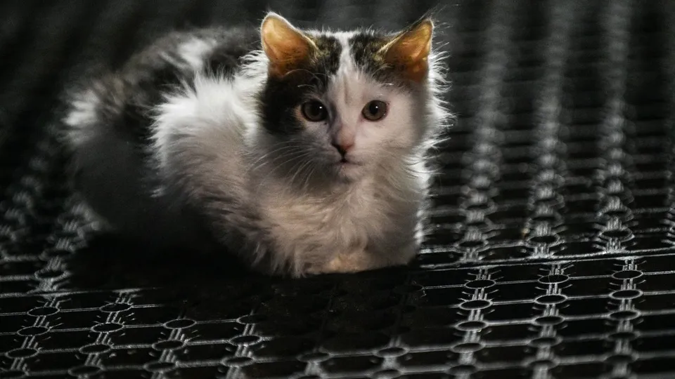 Фото: медиасток.рф