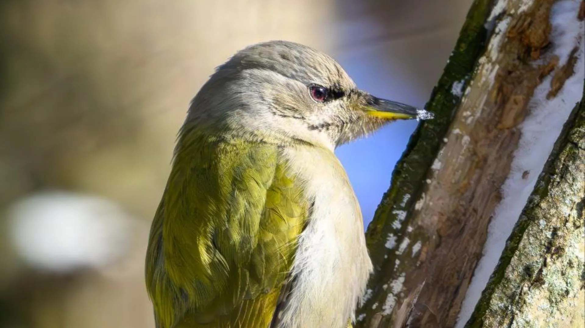 Виктор Архипенко