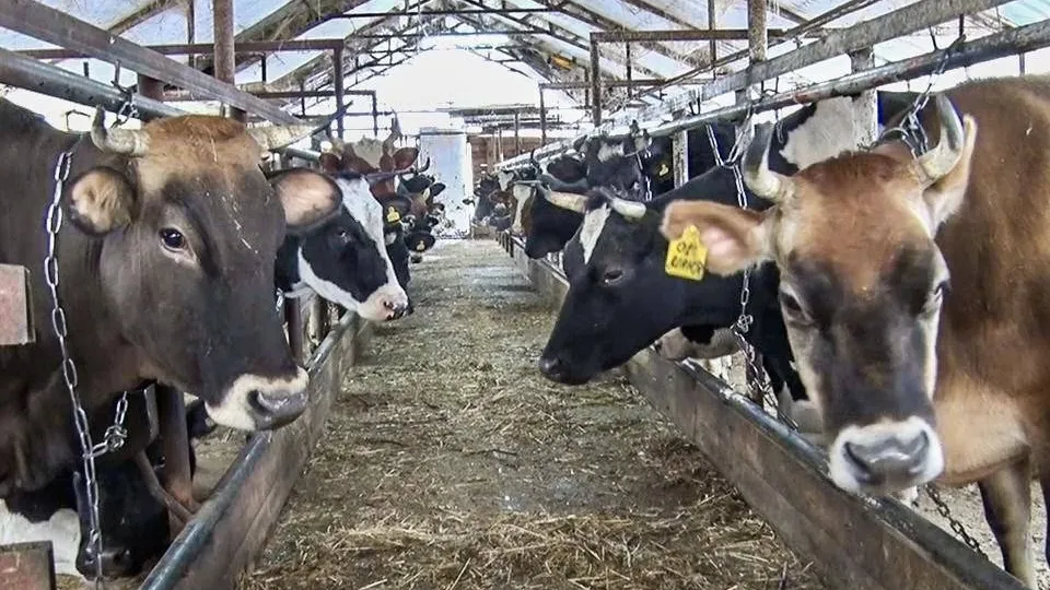 Фото: администрация г.о. Клин