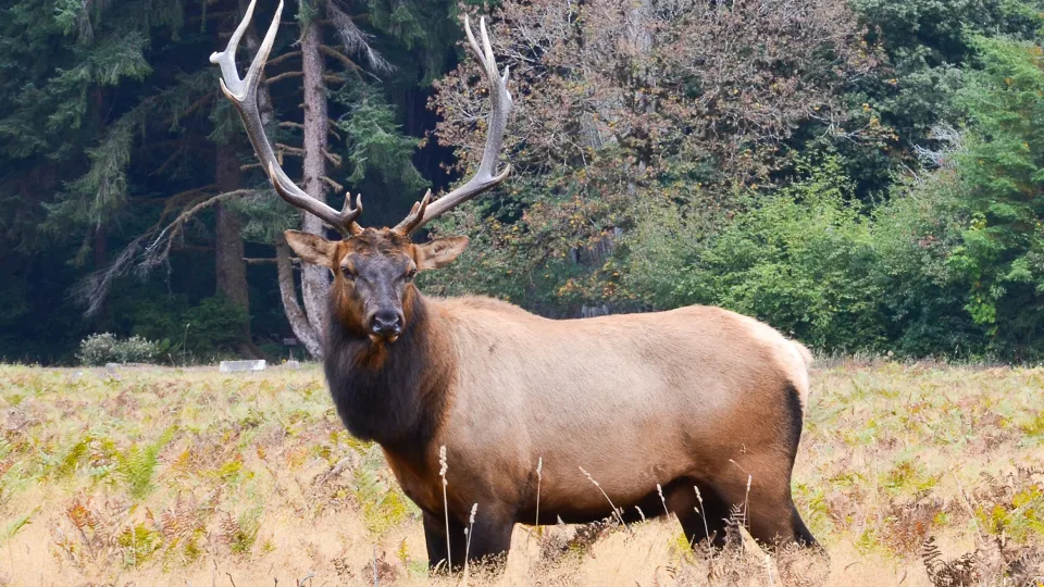 Фото: pxhere.com