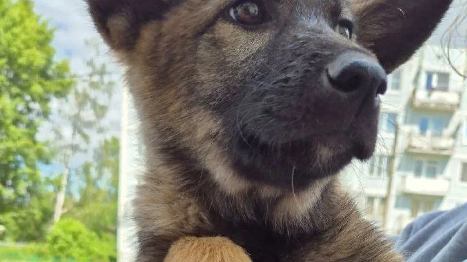 Фото: vk.com/Медиацентр МБОУ «Космодемьянская СОШ»