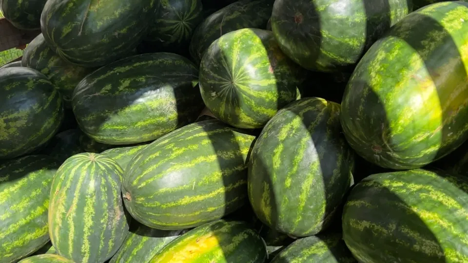 Фото: МедиаБанк Подмосковья/Валерия Ерофеева