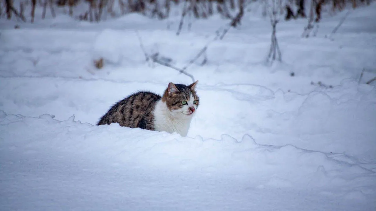 REGIONS/Дарина Левкина