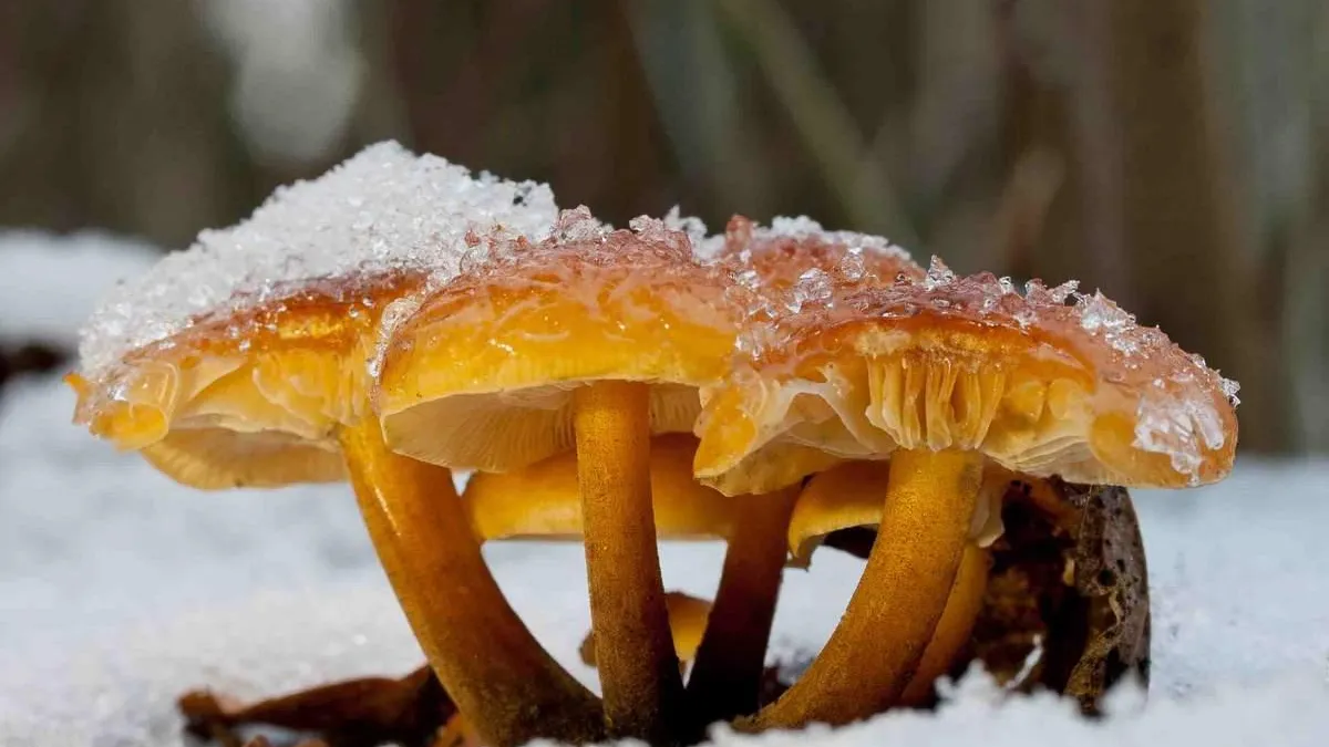 фото: irecommend.ru