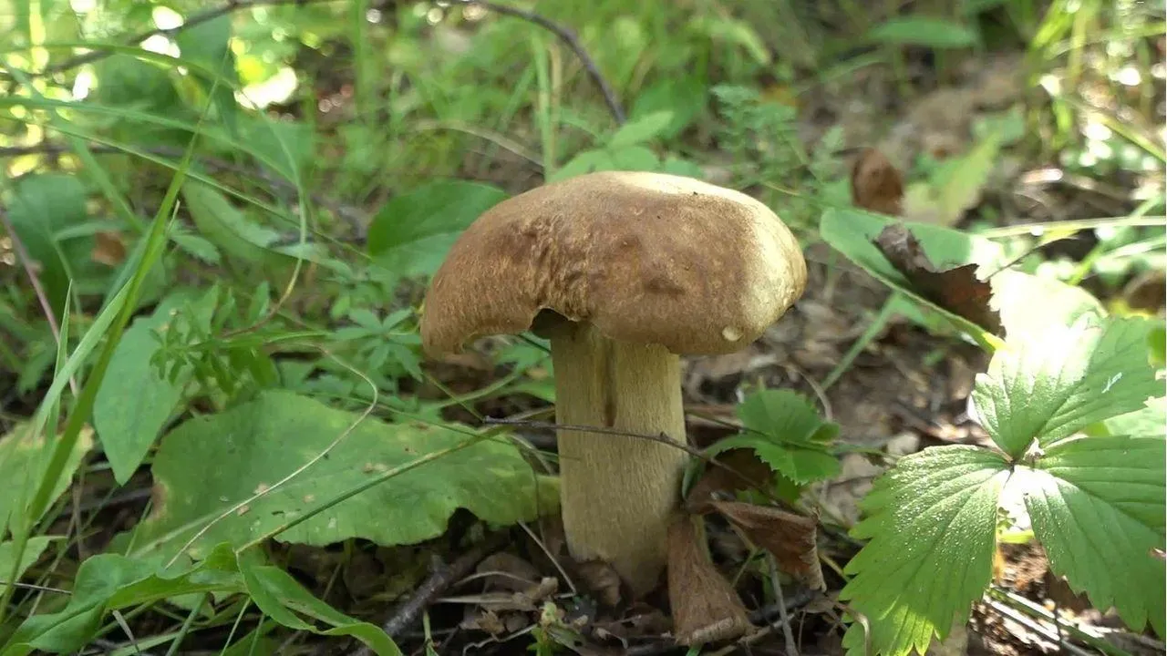 REGIONS/Наталья Надточая