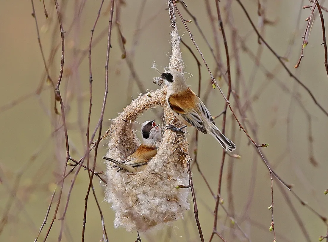 Фото: vk.com/Птицы Москвы и Подмосковья