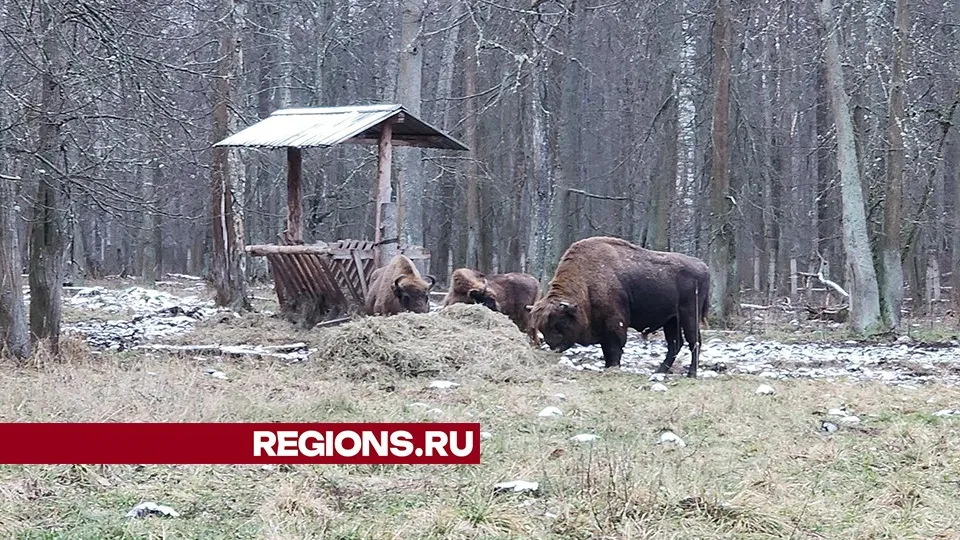 Фото: REGIONS/Александр Степушкин