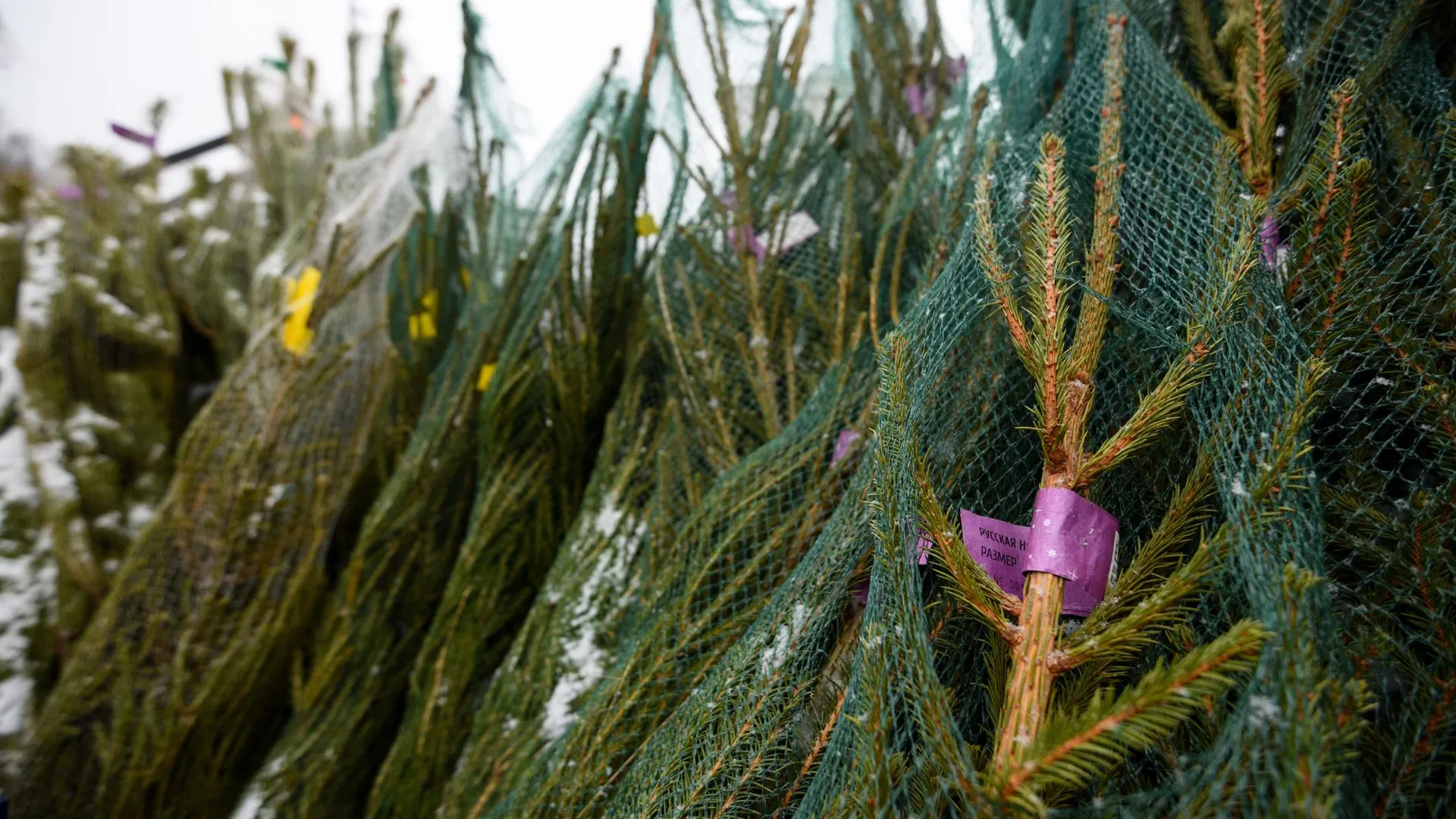 Фото: Пелагия Тихонова