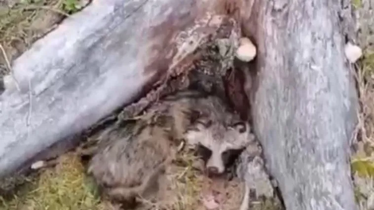 Фото: Телеграм-канал Московского лесного хозяйства/https://t.me/mosoblcomles/4824