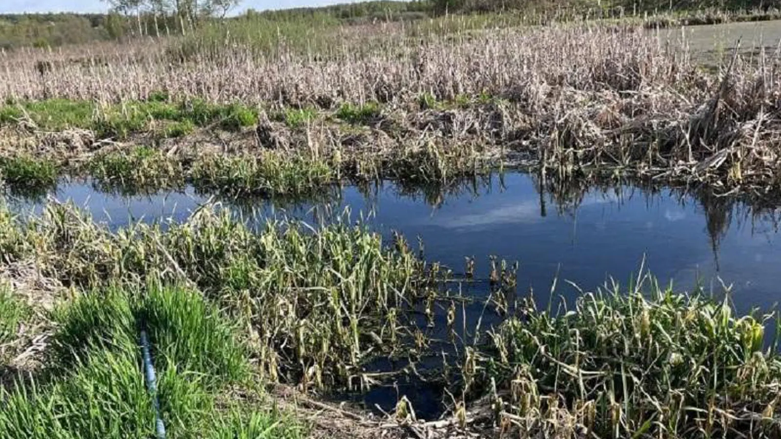 Фото: Минэкологии МО