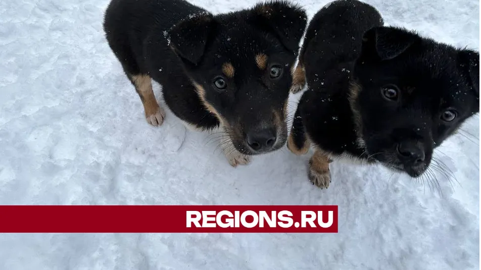 Дарья Леонова