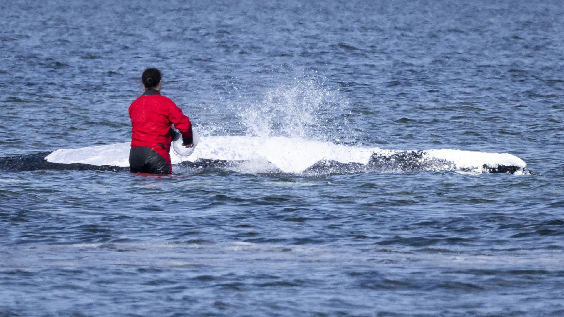 27 April 2026, Mecklenburg-Western Pomerania, Poel: A helper moistens the whale’s back with wet cloths. The humpback whale that stranded near Wismar about a month ago is still stuck in shallow water. A private initiative has been trying to rescue the whale for days. Photo: Philip Dulian/dpa