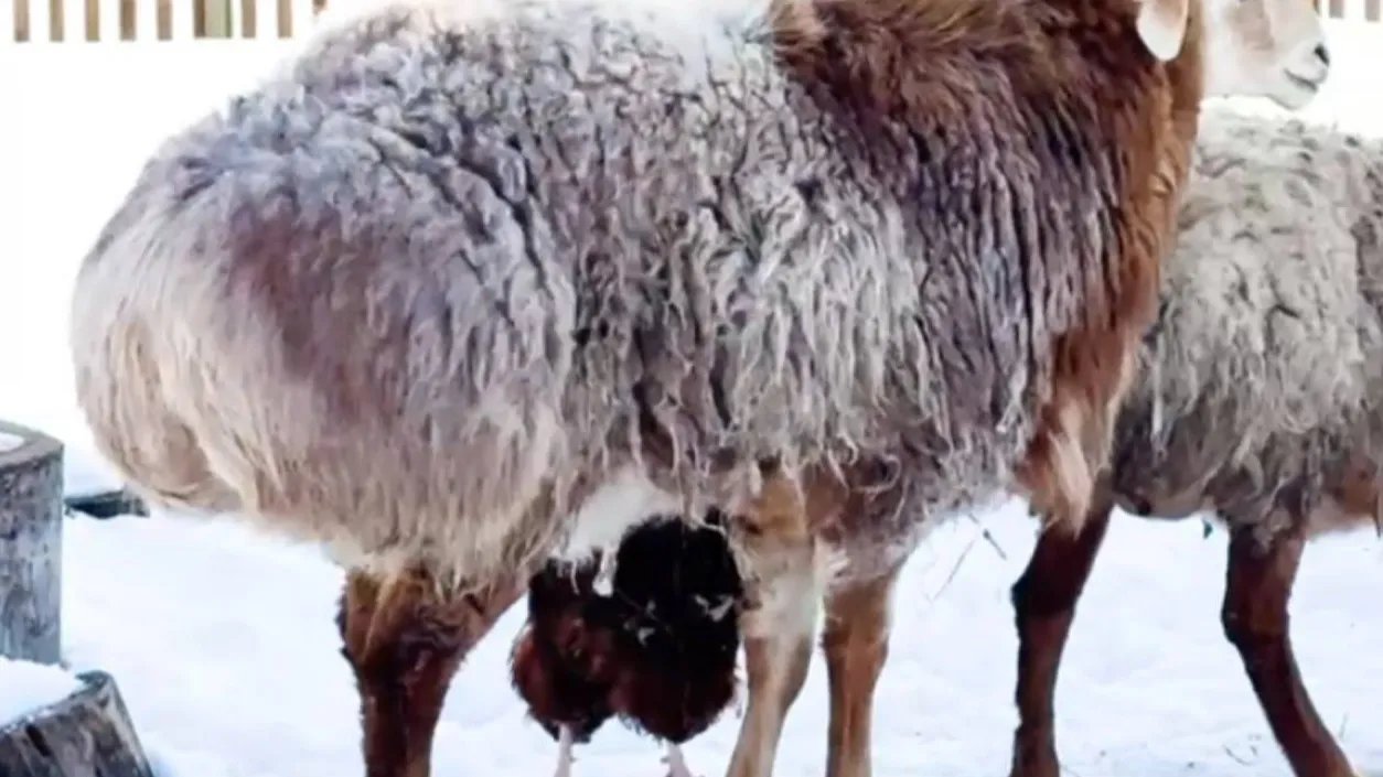 фото: https://t.me/lions_moscow