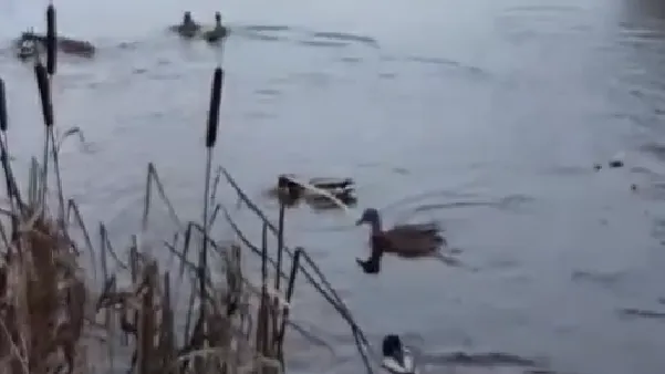 Фото: Микрорайон Малая Истра / ВКонтакте