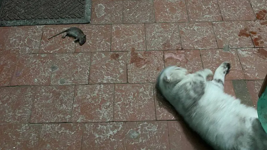 Они сломались: в Наро-Фоминске засняли кота-пацифиста и его бесстрашную добычу