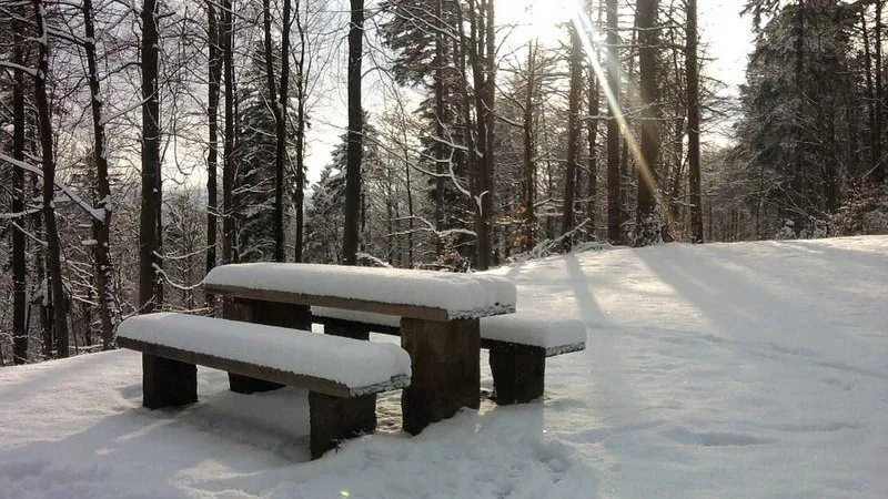 Двести тридцать девять участков леса благоустроят в Подмосковье