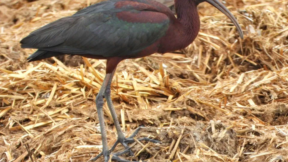 Фото: сommons.wikimedia/Иван Везенковић