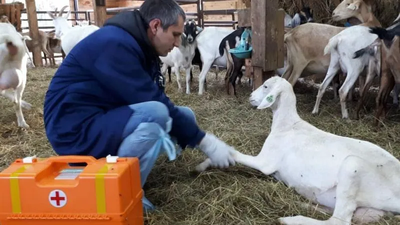Полтысячи звонков о ветеринарной помощи поступило в единый кол-центр Подмосковья с 1 ноября