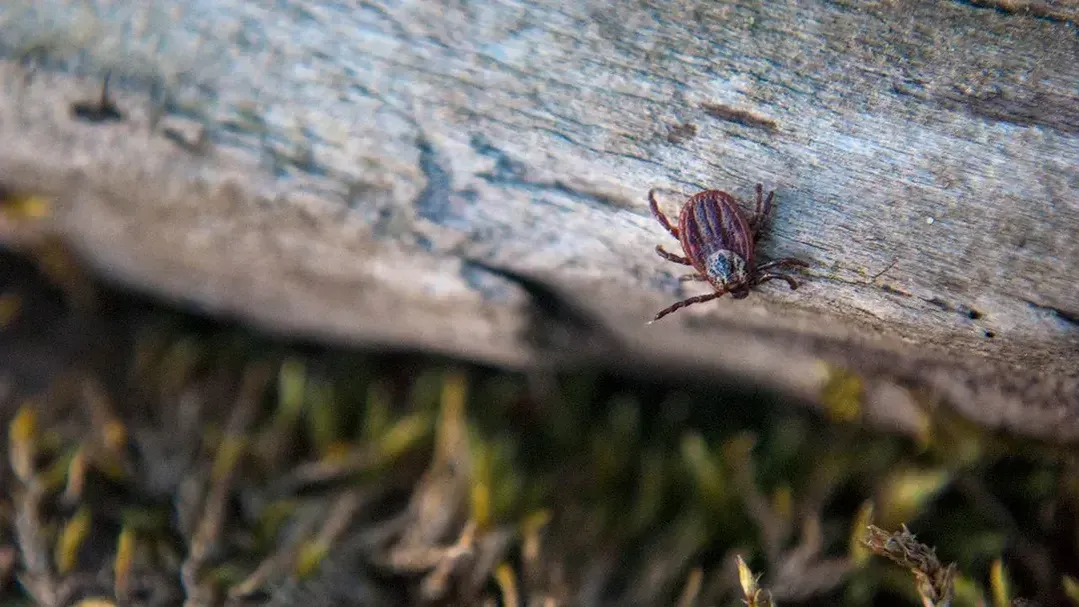 istockphoto.com/cotuvokne