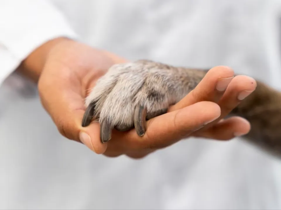 «Выкинул с балкона и лег спать»: выяснились подробности жестокой расправы над собакой в Подмосковье