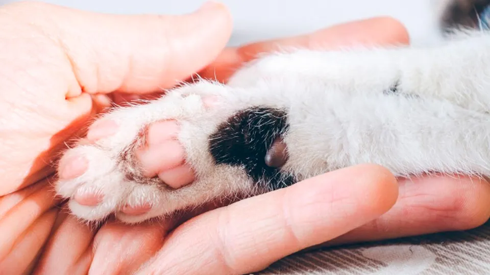 Фото: freepik.com