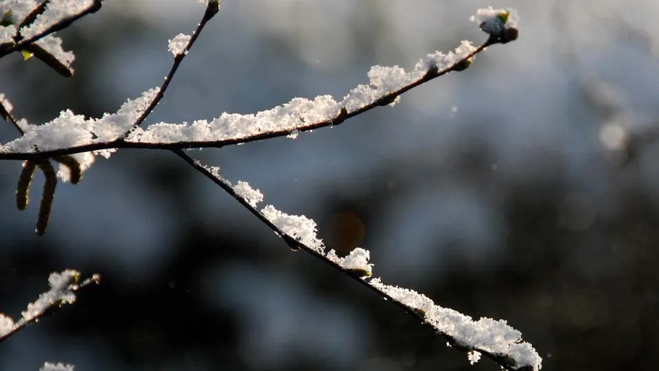 Фото: pxhere.com