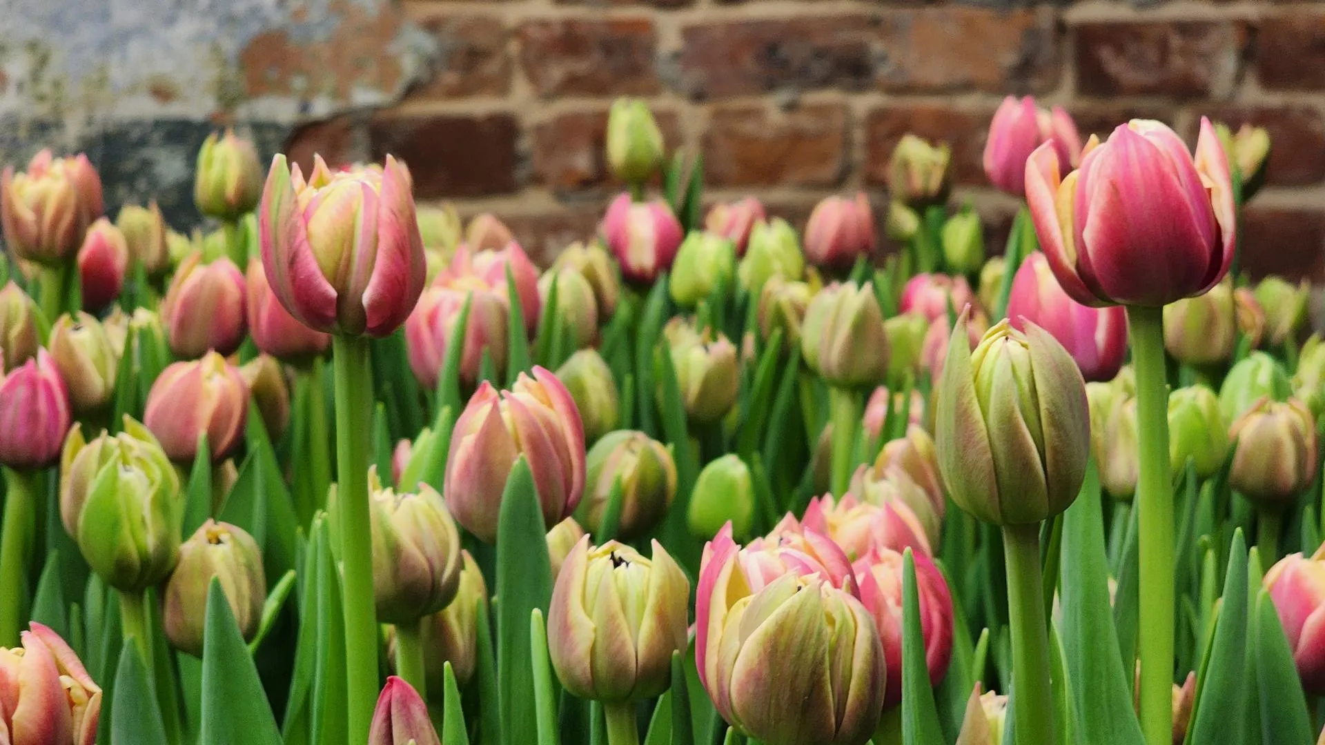 МедиаБанк Подмосковья/Екатерина Данилина