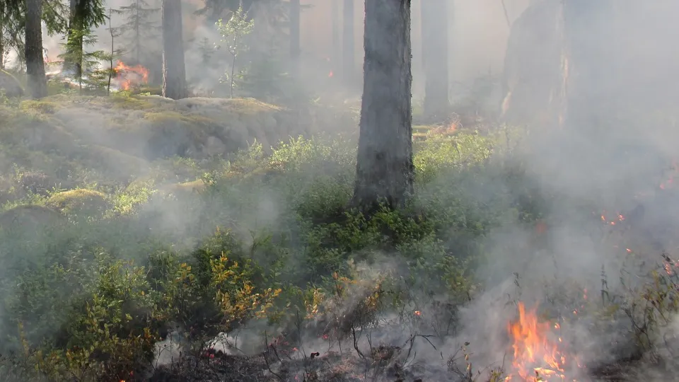 Фото: pxhere.com