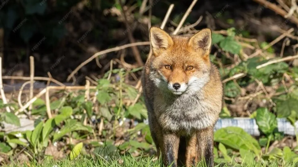 Фото: freepik.com