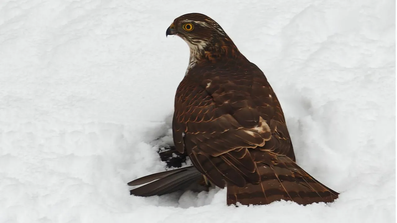 vk.com/Александр Храмов