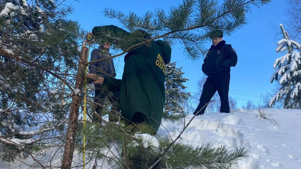 Фото: t.me/mosoblcomles