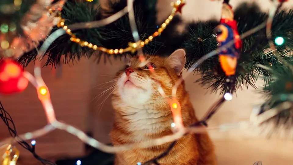 Фото: istockphoto.com/Maryviolet