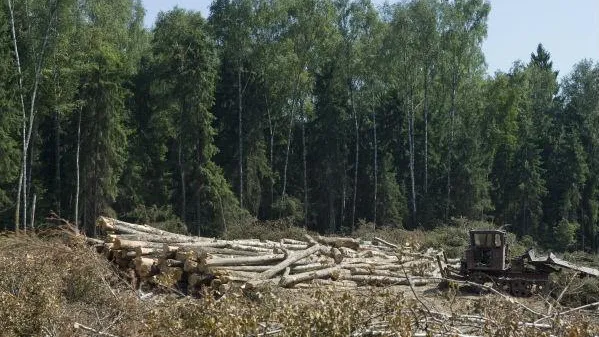 Свыше 5 гектаров леса спилили в Озерском районе из-за короеда