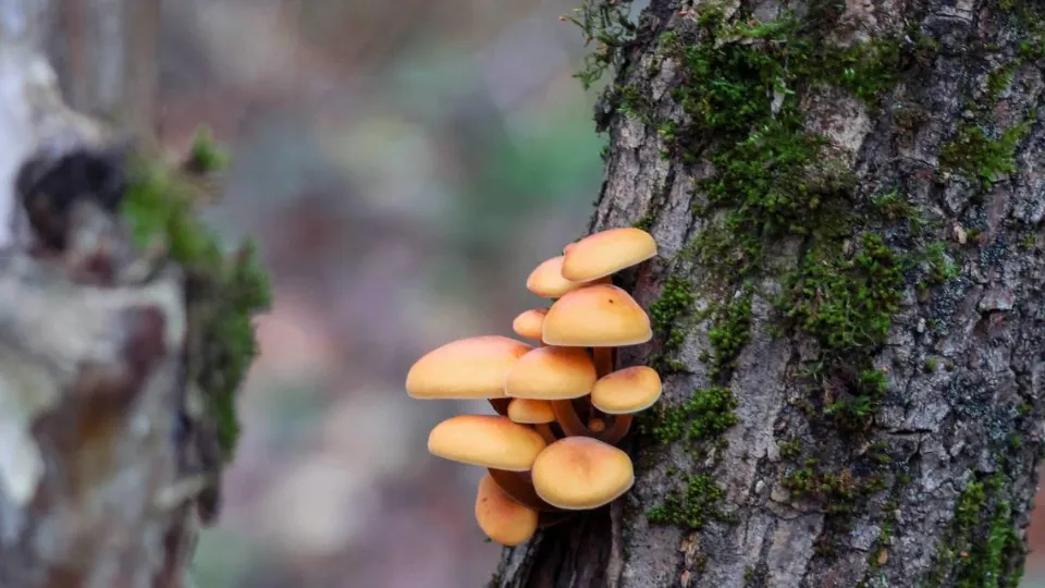 Фото: пресс-служба нацпарка «Лосиный остров»