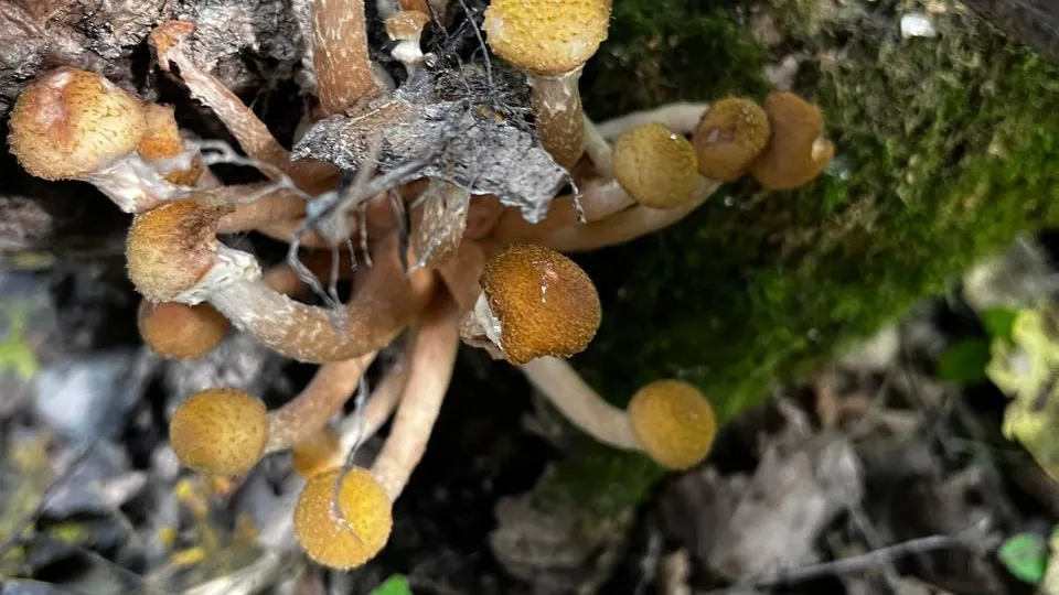 Анна Токорева