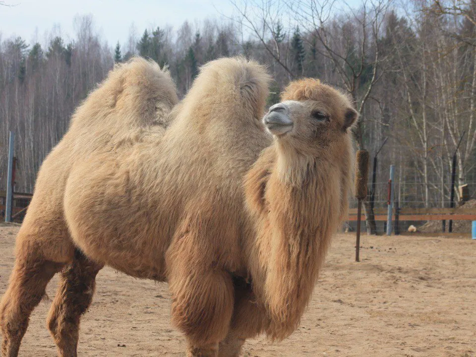 Фото:&nbsp;t.me/rare_animals_zoo