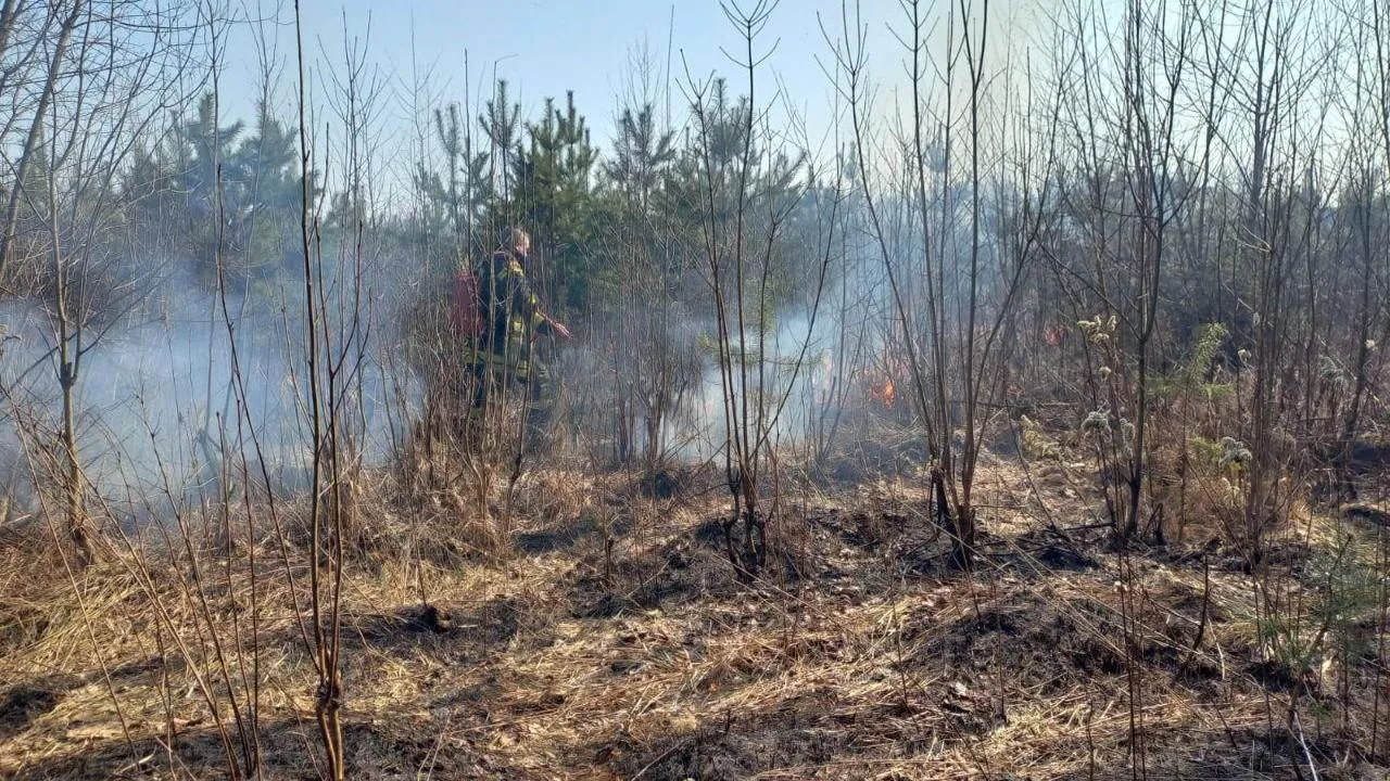 В Балашихе ликвидировали два лесных пожара