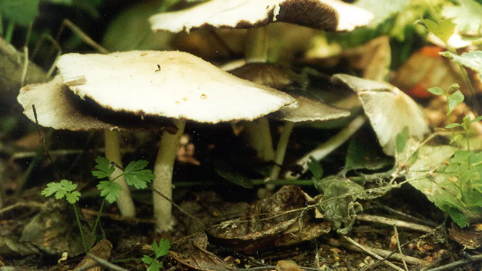 Фото: ТАСС/ИТАР/Михаил Рогозин