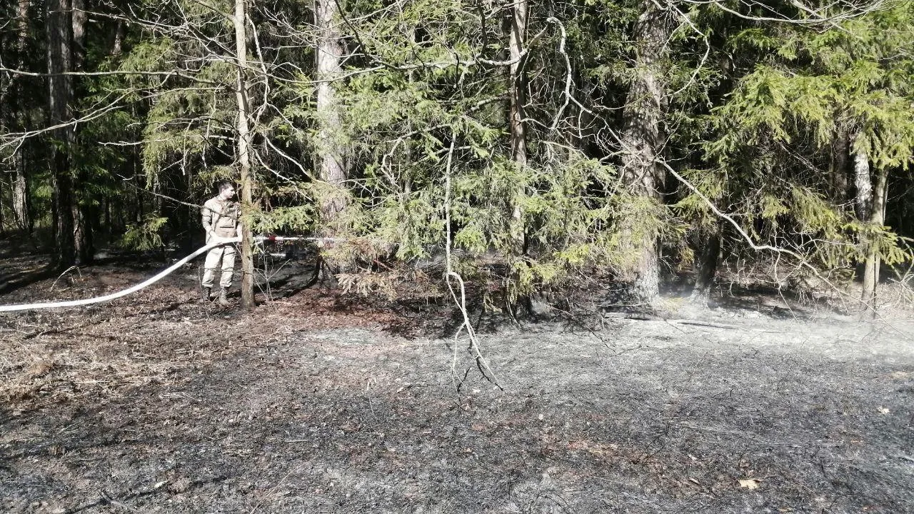 Фото: Комлесхоз Московской области