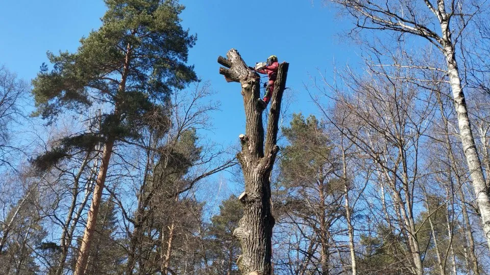 Фото: Комитет лесного хозяйства Московской области