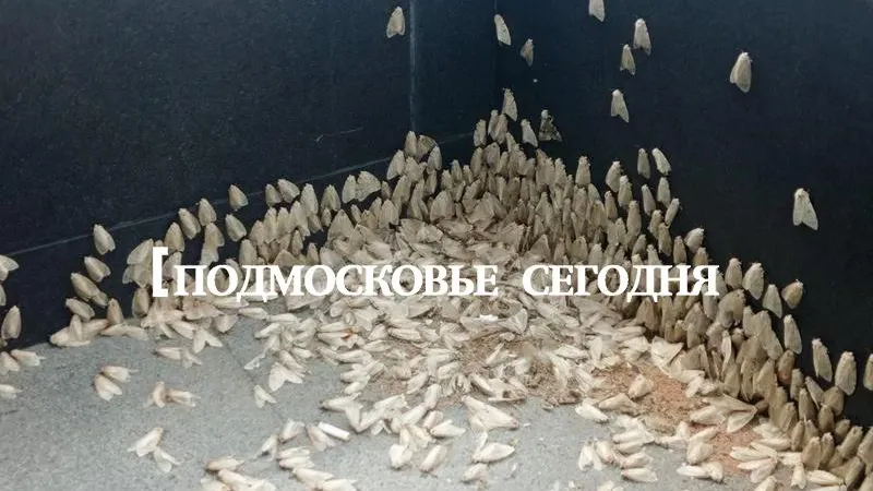 Энтомолог призвал бороться с яйцекладкой непарного шелкопряда в Подмосковье уже сейчас
