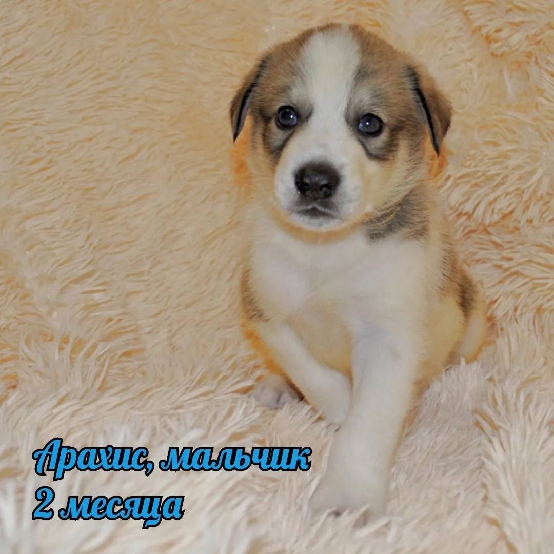 Фото: • ЖИВАЯ ПЛАНЕТА • Помощь животным / ВКонтакте