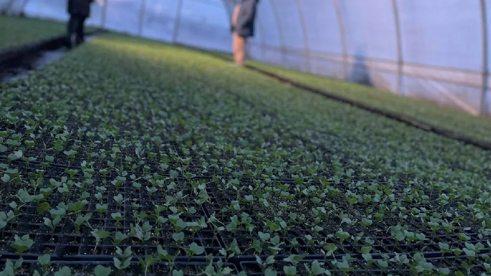 Фото: Агрохолдинг «ОСП агро»