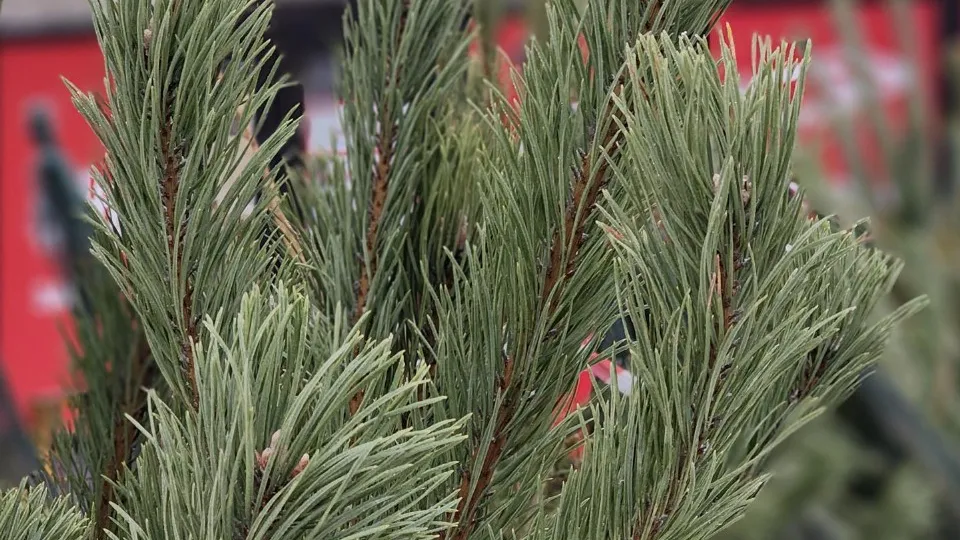 Фото: МедиаБанк Подмосковья/Екатерина Данилина