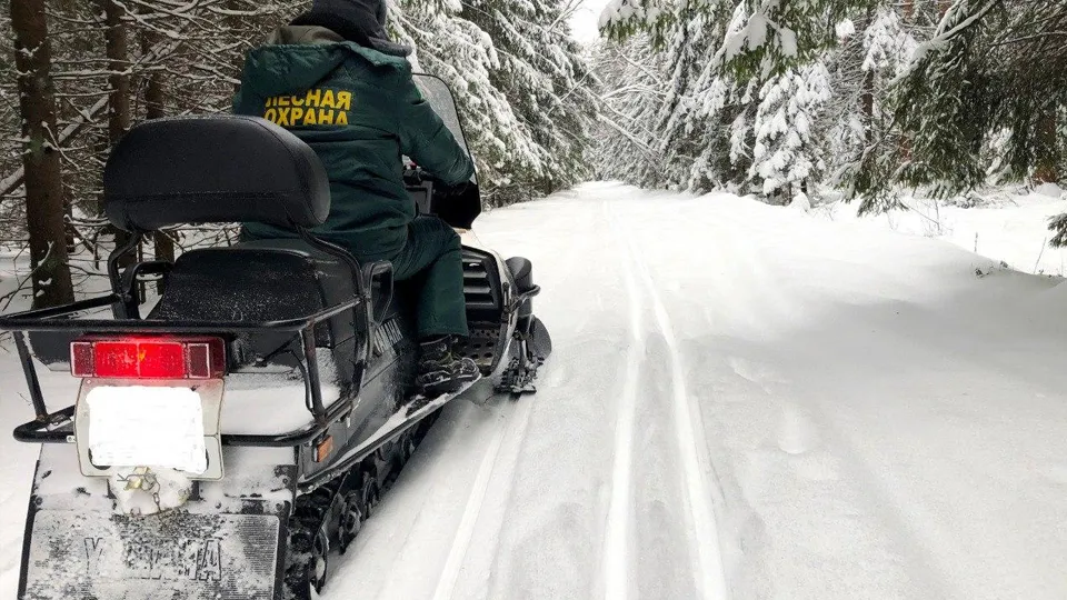 Фото: Комитет лесного хозяйства Московской области